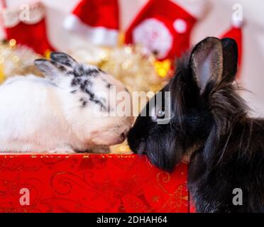 Two cute pet rabbits kissing at Christmas Stock Photo