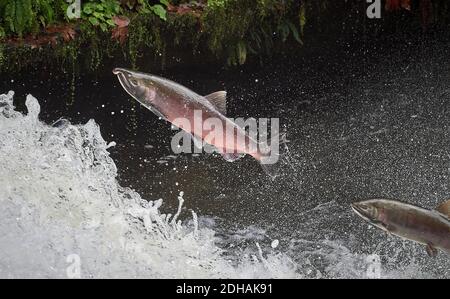 Migrating Coho salmon (Oncorhynchus kisutch) jump up Lake Creek Falls on a tributary of the Siuslaw River in western Oregon. Stock Photo