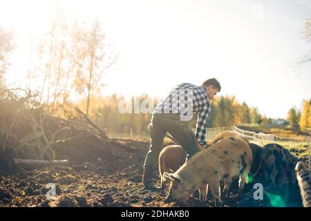 Mid adult male farmer feeding pigs at organic farm Stock Photo