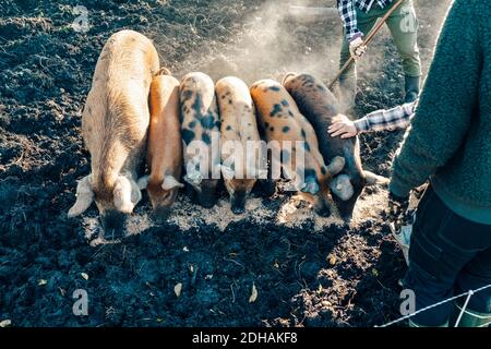 High angle view of farmers feeding pigs on organic farm Stock Photo