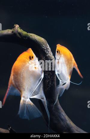 Pair of Gold Pterophyllum Scalare in aqarium, yellow angelfish lays its eggs. Stock Photo