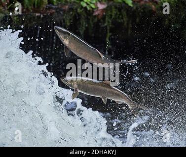 Migrating Coho salmon (Oncorhynchus kisutch) jump up Lake Creek Falls on a tributary of the Siuslaw River in western Oregon. Stock Photo