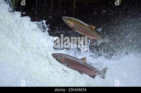 Migrating Coho salmon (Oncorhynchus kisutch) jump up Lake Creek Falls on a tributary of the Siuslaw River in western Oregon. Stock Photo