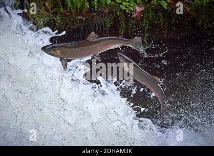 Migrating Coho salmon (Oncorhynchus kisutch) jump up Lake Creek Falls on a tributary of the Siuslaw River in western Oregon. Stock Photo