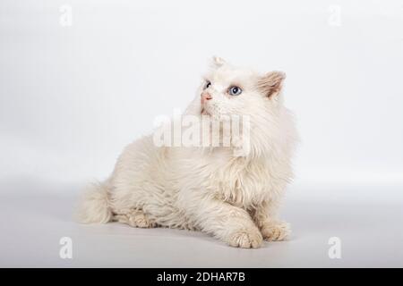 Lovely white cat for adoption on white background with copy space. Stock Photo