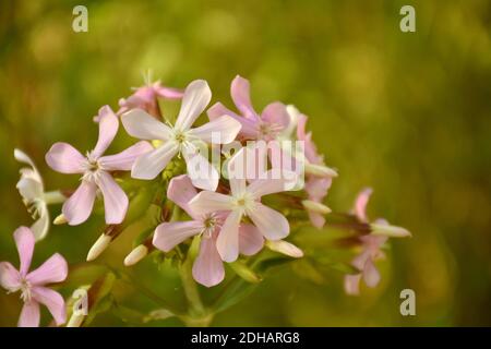 Soap dish flowers (Saponaria officinalis) on dirt road. Stock Photo