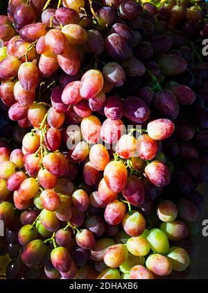 A bunch of red grapes. Natural fruit backgrounds. Stock Photo