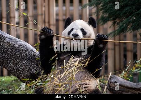 Madrid, Spain. 10th Dec, 2020. A giant panda bear (Ailuropoda melanoleuc) biting a bamboo branch while pictured in its enclosure in Madrid Zoo. Madrid Zoo is registering little public attendance due to the coronavirus (COVID-19) pandemic. Credit: Marcos del Mazo/Alamy Live News Stock Photo