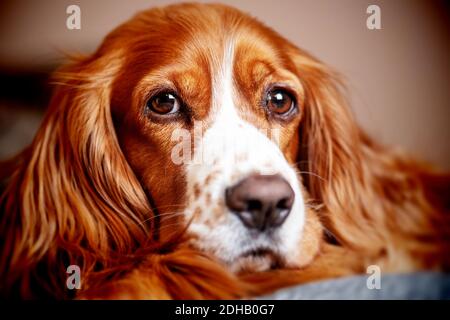 Cute cocker spaniel dog pet Stock Photo