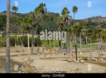 SAN DIEGO, CA -4 JAN 2020- View of an African giraffe in captivity at the San Diego Zoo Safari Park in San Diego, California, United States Stock Photo