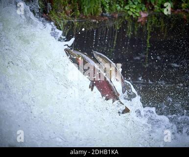 Migrating Coho salmon (Oncorhynchus kisutch) jump up Lake Creek Falls on a tributary of the Siuslaw River in western Oregon. Stock Photo