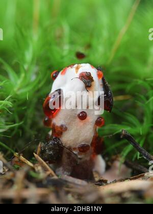 Hydnellum peckii, known as strawberries and cream, the bleeding Hydnellum and the bleeding tooth fungus,  wild mushrooms from Finland Stock Photo