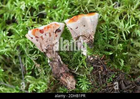 Hydnellum peckii, known as strawberries and cream, the bleeding Hydnellum and the bleeding tooth fungus,  wild mushrooms from Finland Stock Photo