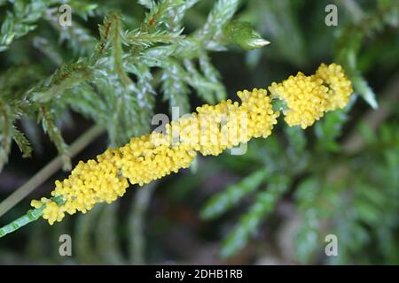 Physarum virescens, yellow slime mold of the order Physarales Stock Photo