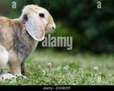 dwarf ram rabbit in garden, sitting on green grass, cute bunny Stock Photo