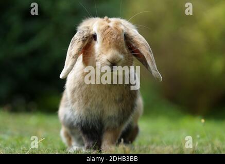 dwarf ram rabbit in garden, sitting on green grass, cute bunny Stock Photo