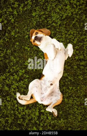 Beagle wallow and roll on grass. Dog has relaxation time lying down on green grass. Stock Photo