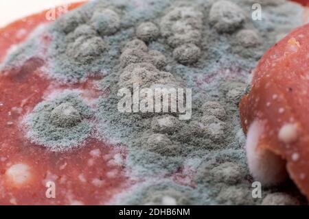 Slices of old pepperoni with mold growing in it Stock Photo