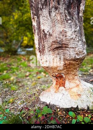 Tree damaged by beavers. Nobody Stock Photo