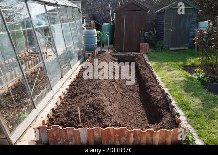 Planting Asparagus. A series of images illustrating the stages involved in creating an asparagus bed on an allotment in Bristol. UK. Stage 1. Stock Photo
