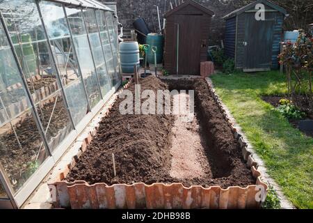 Planting Asparagus. A series of images illustrating the stages involved in creating an asparagus bed on an allotment in Bristol. UK. Stage 2. Stock Photo