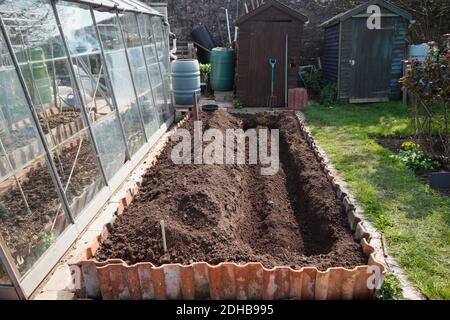 Planting Asparagus. A series of images illustrating the stages involved in creating an asparagus bed on an allotment in Bristol. UK. Stage 3. Stock Photo