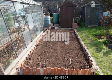 Planting Asparagus. A series of images illustrating the stages involved in creating an asparagus bed on an allotment in Bristol. UK. Stage 5. Stock Photo
