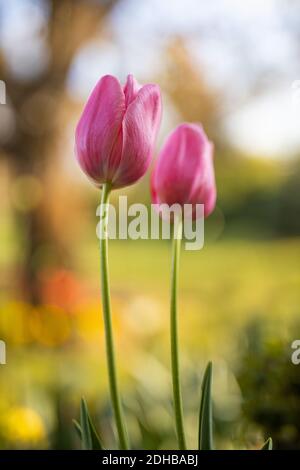 Full bloom couple tulips in garden in sunny day. Spring flowers gardening nature landscape with blurred trees and meadow Stock Photo