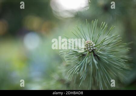 Closeup of a small coniferous branch. Pine cone. Beautiful pine cone close-up on a background of green needles. Young brown pine cone. Pine decoration Stock Photo