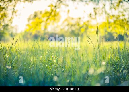 Nature backdrop. Beautiful meadow with wild flowers over sunset landscape. Beauty nature field background with sun flare, blur bokeh colorful grass Stock Photo