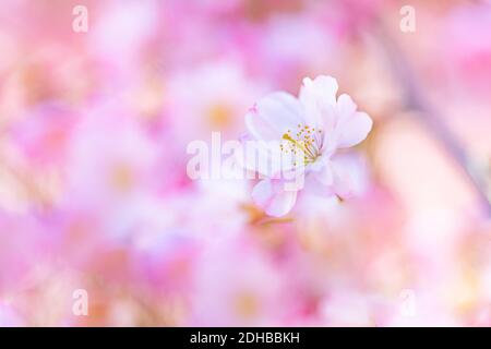 Branches of blossoming cherry macro with soft focus bokeh flowers gentle blue sky sunlight with copy space. Beautiful floral spring blur bokeh nature Stock Photo
