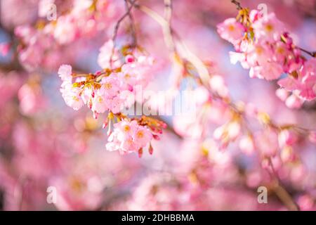 Branches of blossoming cherry macro with soft focus bokeh flowers gentle blue sky sunlight with copy space. Beautiful floral spring blur bokeh nature Stock Photo