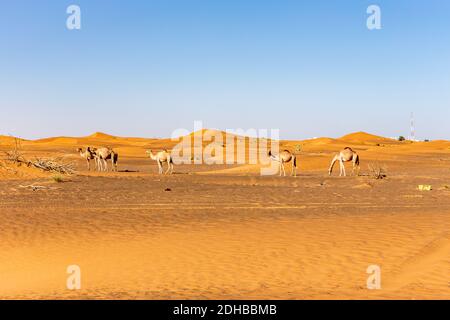 Wild camels walking in the desert, among sand dunes in Dubai, United Arab Emirates. Stock Photo