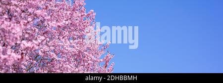Branches of blossoming cherry macro with soft focus bokeh flowers gentle blue sky sunlight with copy space. Beautiful floral spring blur bokeh nature Stock Photo