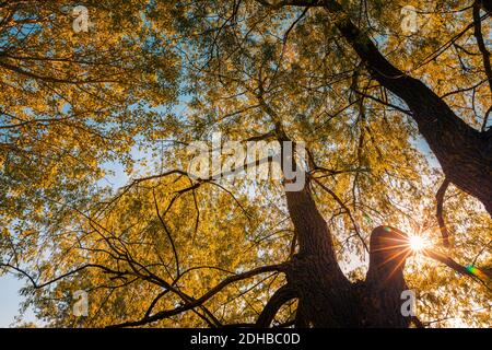 Forest trees, leaves beautiful sun rays. Tranquil relaxing nature landscape, looking up soft color sky and sun rays. Peaceful environment, silhouette Stock Photo