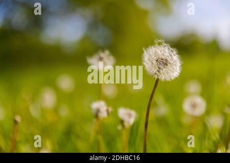 Closeup of dandelion on natural background. Bright, delicate nature details. Inspirational nature concept, soft blue and green blurred bokeh scenery Stock Photo