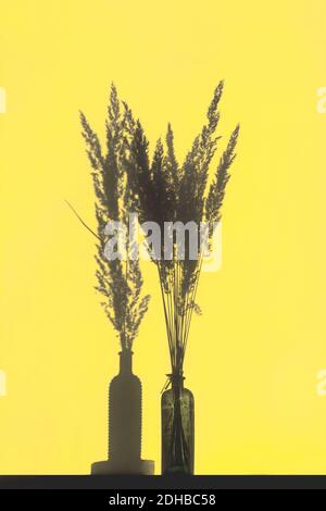 Shadows from pampas grass in vases on yellow wall. Yellow and gray toned images Stock Photo