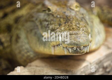 Close up of the mouth and teeth of a Nile crocodile. Close detail on eye and teeth of a crocodile, animal zoo. Stock Photo