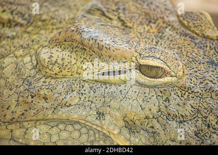 Close up of the mouth and teeth of a Nile crocodile. Close detail on eye and teeth of a crocodile, animal zoo. Stock Photo