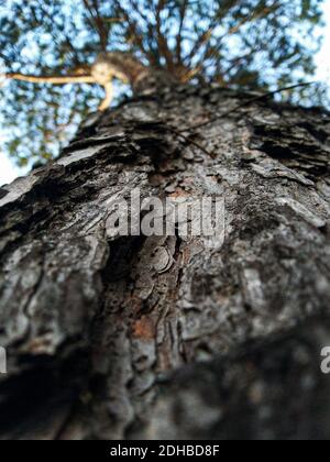 Old wood bark texture or background, Red pine tree Stock Photo