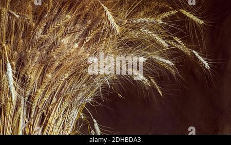 Sheaf of wheat - agriculture concept with cereal plants or bakery in rural style. Bunch of ripe Wheat Ears on brown wall background for your harvestin Stock Photo