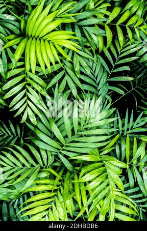 Tropical palm leaf texture, large palm foliage nature dark green background. Beautiful natural pattern, wallpaper background, nature card template Stock Photo