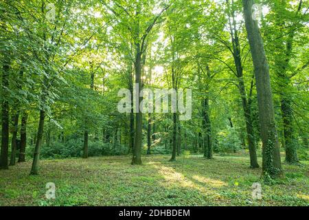 Beautiful green forest. Forest trees, sunny spring summer landscape, nature scenery. Relaxing nature scenery Stock Photo