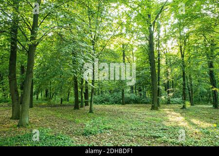 Beautiful green forest. Forest trees, sunny spring summer landscape, nature scenery. Relaxing nature scenery Stock Photo