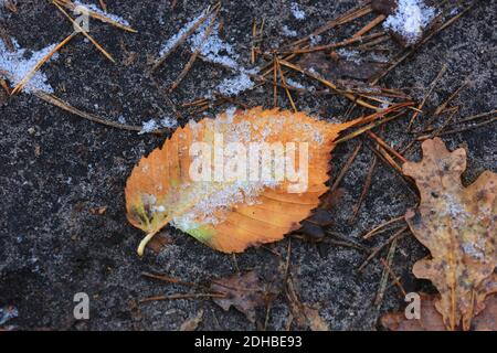Abstract frozen autum birch leaf under snow on ground in forest Stock Photo