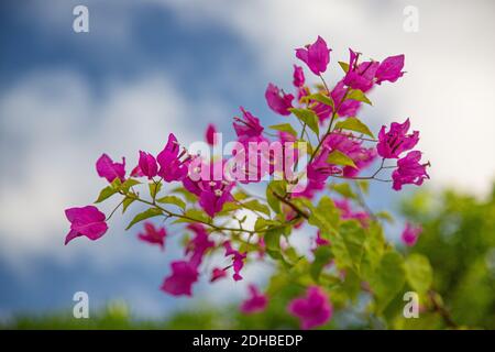 Blooming bougainvillea Bouquet on tree. Magenta flowers in tropical garden. Bougainvillea flowers as a background. Exotic Floral background. Stock Photo