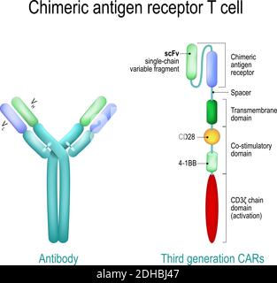 CAR - Chimeric antigen receptor T cell. lymphocyte that have been ...