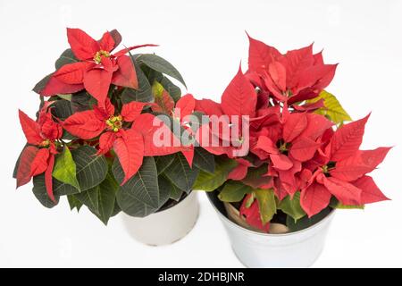 The poinsettia is a commercially important plant species of the diverse spurge family. Indigenous to Mexico and Central America, Stock Photo