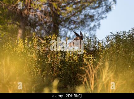 A selective focus closeup of a female deer hiding in the greenery in the  pine forest Stock Photo