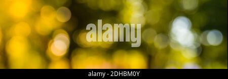 Autumnal natural bokeh with sun for background or backdrop. Blurred shot of autumnal forest banner for background. Artistic fall nature Stock Photo